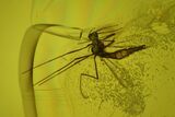 Five Detailed Fossil Flies (Chironomidae) In Baltic Amber #200093-2